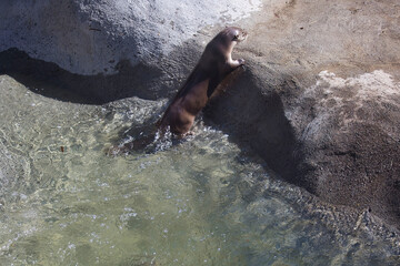 Otter getting out of  the water at Alaska zoo