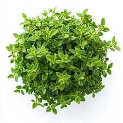 Obraz premium Fresh thyme leaves vibrant green aromatic herb close-up white background culinary ingredient organic glossy texture botanical detail studio lighting high resolution stock photography