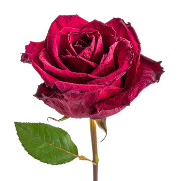 Red rose flower withering separately on transparent background.