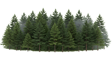Fototapeta premium Pine Trees Growing Closely in Forest