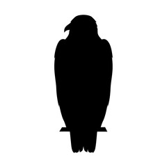 Fototapeta premium Silhouette of a vulture, black bird scavenger with detailed feathers in side view