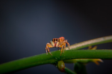 spider on a leaf