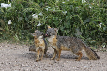 Nuzzling island foxes