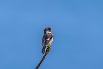 穏やかな日本海をバックにのんびりくつろぐノビタキ オス