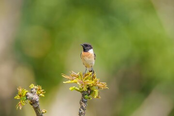 新緑の若葉にとまってくつろぐノビタキ オス