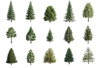 Obraz premium set of fir trees