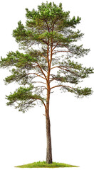 tree isolated on white