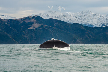 Whale tail of  and Kaikoura mountains in the background © Wendy