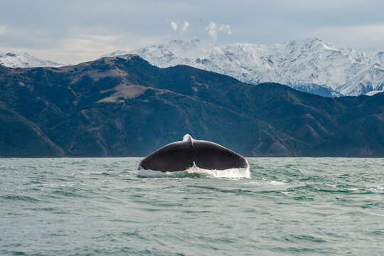 Whale tail of  and Kaikoura mountains in the background