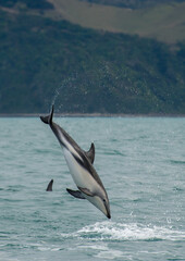 Dusky dolphin leaping out of the water
