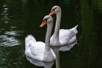 Two Graceful white Swans swimming in the lake, swans in the wild