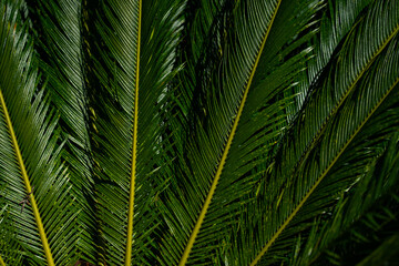 Fototapeta premium Pattern of palm leaves. Palm background. Green leaves wallpaper. Exotic jungle foliage. Green leaves tropical greenery. Green pattern. Palm leaves backdrop. Green palm background.