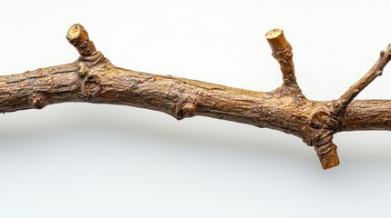 Fototapeta premium A dry willow twig with small knots and bumps, extreme close-up, white background