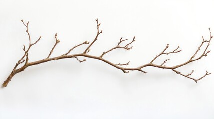 Fototapeta premium A lightly twisted willow branch with a delicate, organic shape, white background
