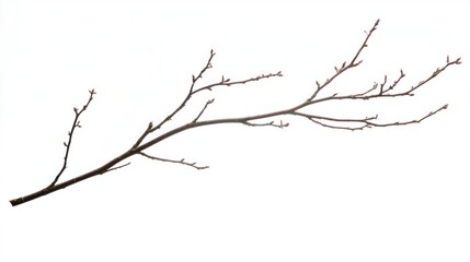 Fototapeta premium A lone, delicate dry willow branch forming a poetic silhouette, macro shot on white
