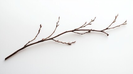 Fototapeta premium A lone, delicate dry willow branch forming a poetic silhouette, macro shot on white