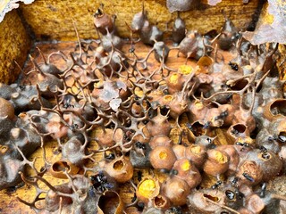 Stingless bee (Trigona) hive structure inside a wooden beehive box, created by farmers in Indonesia