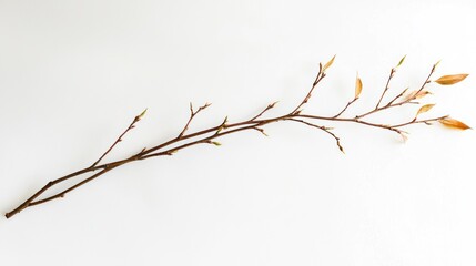 Fototapeta premium A thin, dry willow branch with a single faded leaf curling off, white backdrop