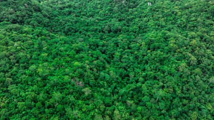 aerial view of dark green forest Abundant natural ecosystems of rainforest. Concept of nature forest preservation and reforestation.