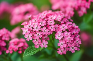 Fototapeta premium Close-up of pink flowers blooming in spring, dreamy,