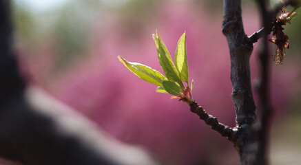 Close-up shot of a Young Green Leaf Sprouting from a Tree Branch, with a Soft Pink Floral Background, in Natural Daylight during Spring