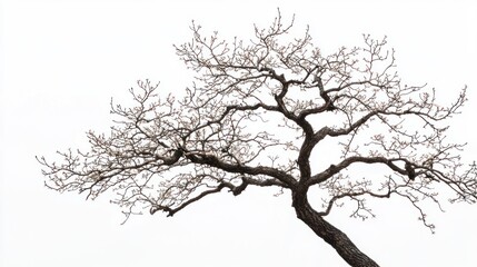Bare cherry blossom tree with twisted branches on white background.