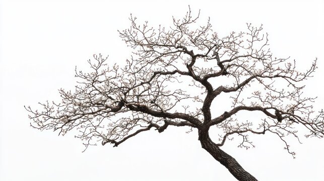 Bare cherry blossom tree with twisted branches on white background.