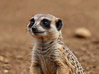 Fototapeta premium bigeye meerkat