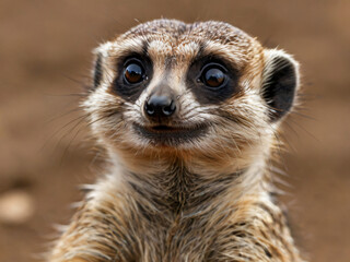 Fototapeta premium meerkat on guard duty