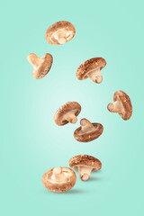 Falling fresh shitake mushroom on light green background.
