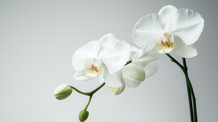 Obraz premium Blooming white orchids with green stems on white background.