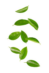 Citrus green leaves levitation isolated on white background