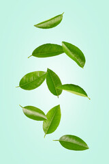 Citrus leaves levitation on light green background.