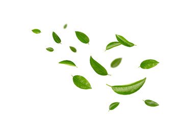 Falling citrus leaves isolated on white background.