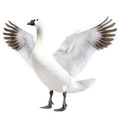 Fototapeta premium Elegant white bird with outstretched wings showing detailed feather patterns isolated on a white background