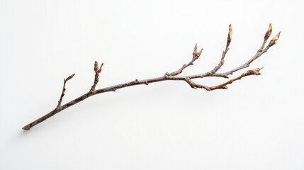 Close-up of a withered willow twig with remnants of dried leaves, white background