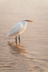Great egret (Ardea alba), a medium-sized white heron fishing on the sea beach