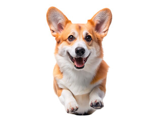 Adorable Happy Pembroke Welsh Corgi Dog Photo: Puppy, Dog Breed, Pet, Canine