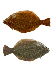 ヒラメ（上）カレイ（下）