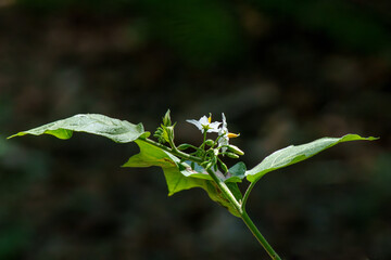 White flower
