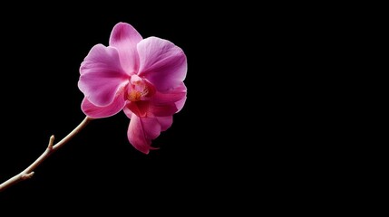 Single deep purple orchid bloom stands out against a stark black backdrop, illuminated by soft spotlight, showcasing its delicate petals and evoking a sense of elegance