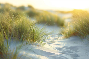 The stunning beauty and natural balance of coastal dunes, with lush beach grass and the timeless charm of wind swept meadows, embody the enduring resilience and captivating allure of this picturesque 