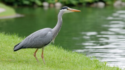 Naklejka premium A sophisticated heron stands gracefully in shallow water, mirroring its form in the stillness, with lush greenery softly blurred in the background