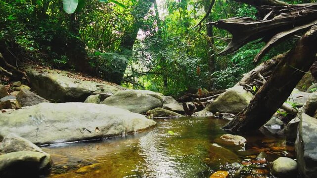 stream flowing in the ever green forest	