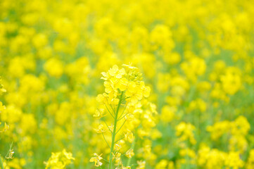 黄色の花　菜の花