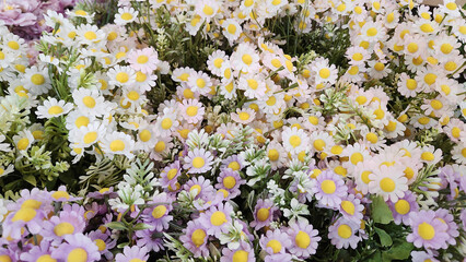 Close up photo of large group of daisy flower background, top view. Flat lay photo of many daisy flowers.