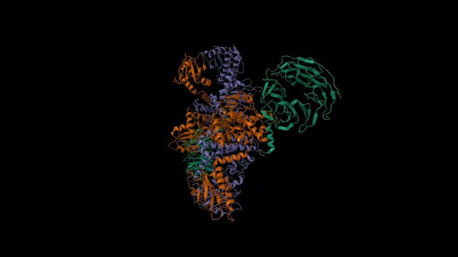 Cryo-EM structure of c9orf72 (violet)-SMCR8 (brown)-WDR41 (green). Animated 3D cartoon and molecular surface models, pdb 6lt0, black background