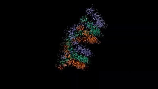 Cryo-EM structure of p62-PB1 filament (S-type). Animated 3D cartoon and molecular surface models, chain id color scheme, pdb 6th3, black background