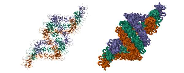 Cryo-EM structure of p62-PB1 filament (S-type). 3D cartoon and molecular surface models, chain id color scheme, pdb 6th3