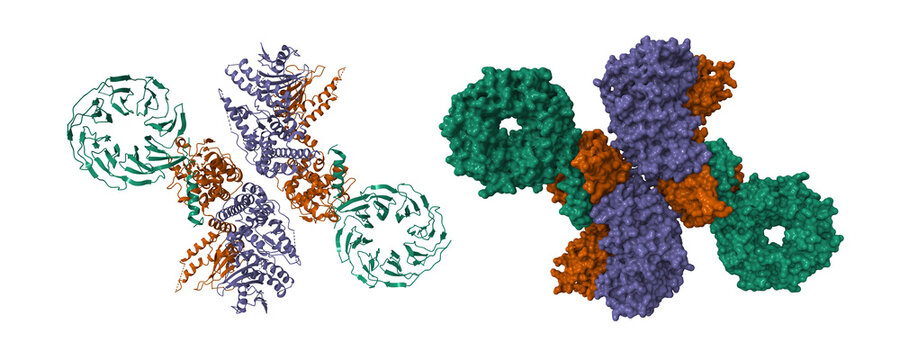 Cryo-EM structure of c9orf72 (violet)-SMCR8 (brown)-WDR41 (green). 3D cartoon and molecular surface models, pdb 6lt0
